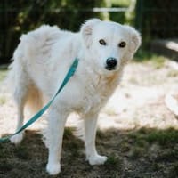 Poncho möchte sich an Sie binden, Hund zur Adoption