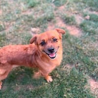 🐾 Teddy sucht sein Für-immer-Zuhause 🐾, Hund zur Adoption