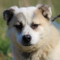 Pinti - goldiger Jungrüde, Hund zur Adoption