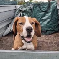 💙 Seppi 💙 sucht seine Menschen, Hund zur Adoption