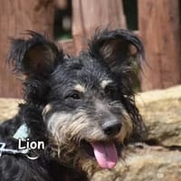 LION, Hund zur Adoption