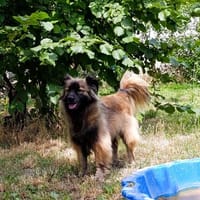 Jack, hübscher Mischlingsrüde, Hund zur Adoption