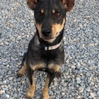 Erna, tolle Pinscher Hündin, Hündin zur Adoption
