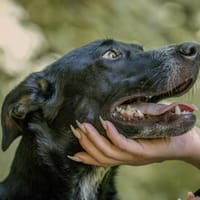 Nerina sucht Familienanschluss, Hündin zur Adoption