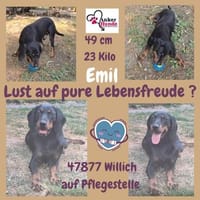 Emil sucht seine Familie, Hund zur Adoption