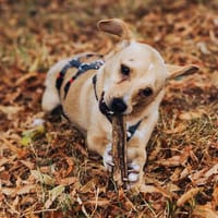 Cricket ist ein ganz liebes, sanftes Kerlchen!, Hund zur Adoption