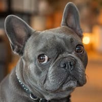 Charly, französische Bulldogge, 4 Jahre, sucht sein Paradies, Hund zur Adoption