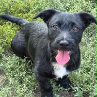 Welpe Emil wartet auf sein Körbchen, Hund zur Adoption