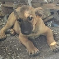 Welpenmädchen Aska sucht Familie, Hündin zur Adoption