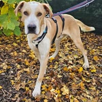 Thanos im Tierheim Sulzbach, Hund zur Adoption