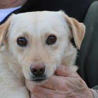 Camaro - freundlicher Familienhund, Hund zur Adoption