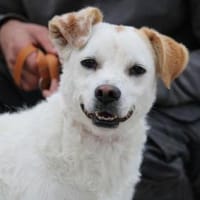 Chochko ist ein aktives, tolles Kerlchen, Hund zur Adoption