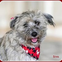 ❤ Siva: lustige & freundliche Familienhündin, Hündin zur Adoption