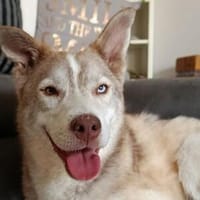 Traumhund BEN sucht liebevolles Zuhause, Hund zur Adoption