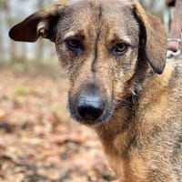 Lindi ist eine sanfte, tolle Hündin!, Hündin zur Adoption
