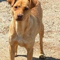 Ronin sucht seine Familie / wartet in 82284, Hund zur Adoption
