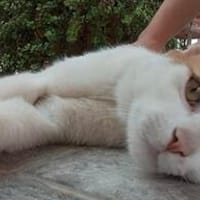 Super lieber Quino, Kater zur Adoption