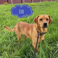 Lio - ein lovely Dog, Hund zur Adoption