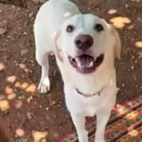 Thyson hofft auf sein Glück / wartet in 82284, Hund zur Adoption