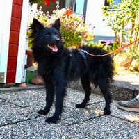 Bibi  nicht laut, nicht wild, aber echt!, Hündin zur Adoption