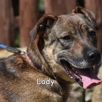 LADY, Hündin zur Adoption