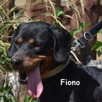 FIONO, Hund zur Adoption