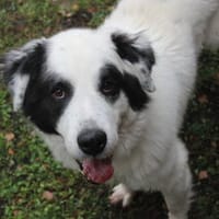 Falco su. hunderefahrene Menschen, Hund zur Adoption