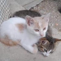 Kya & Koyo suchen gemeinsam ein Zuhause, Kater zur Adoption