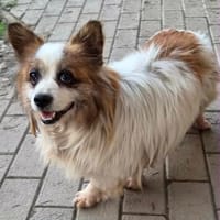 kleiner Rüde Cosmo sucht 4ever home, Hund zur Adoption