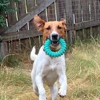 Pippa auf Pflegestelle in 48282 Emsdetten, Hündin zur Adoption