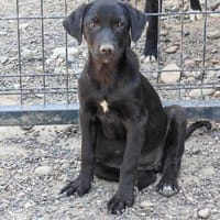 ❤Muffin❤sucht ihre Menschen 💗, Hündin zur Adoption