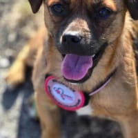 Kelly sucht ihr Für-immer-Zuhause ❤, Hündin zur Adoption