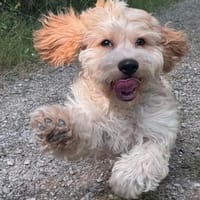 Gin sucht seine eigene Familie / am Ammersee, Hund zur Adoption
