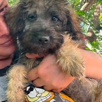 Wuschelwelpe Bara sucht ein Zuhause, Hündin zur Adoption