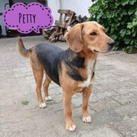 Petty ein Engel auf Erden, Hündin zur Adoption