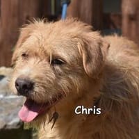 CHRIS, Hund zur Adoption