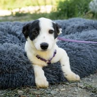 Cocina unsere kleine Schönheit..., Hündin zur Adoption