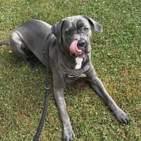 Ayla, Hündin zur Adoption