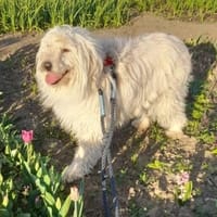 THELMA auf PS in 25557 Bornholt, Hündin zur Adoption