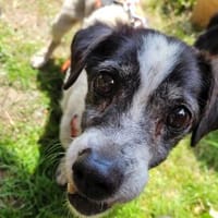 Jimmy - freundlich, ruhig und lieb, Hund zur Adoption