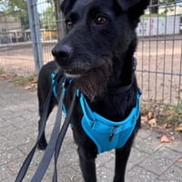 Ebony  wartet in 51469 Bergisch Gladbach auf dich, Hündin zur Adoption