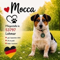 Mocca - liebenswert & verschmust, Hund zur Adoption