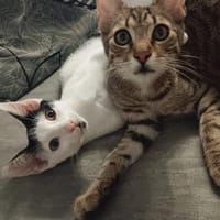 Kilian & Shyam suchen gemeinsam ihr Zuhause, Kater zur Adoption