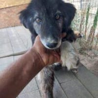 Charly 50 cm (Pflegestelle), Hund zur Adoption