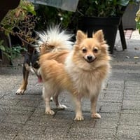 Carla° in 41472 Neuss, Hündin zur Adoption