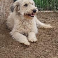 Kalle 56 cm (Pflegestelle), Hund zur Adoption