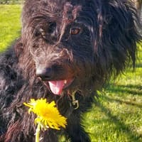 James° 61250 Usingen, Hund zur Adoption
