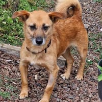Lenny, knuffiger, kleiner Rüde wartet, Hund zur Adoption