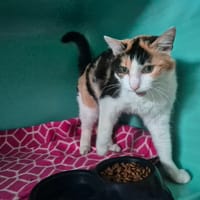 ROSE, chatte à adopter