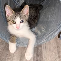 Oggy [Chaton], chat à adopter